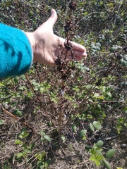 Rumex patientia orientalis
