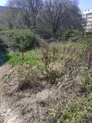 Rumex patientia orientalis