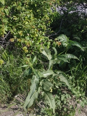 Rumex patientia orientalis