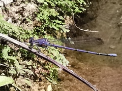 Argia tonto