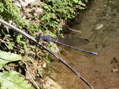 Argia tonto