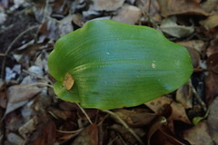 Habenaria arenaria