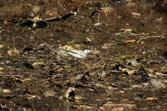 Motacilla alba