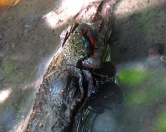 Parasesarma