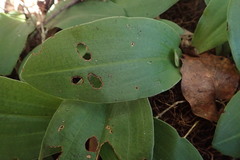 Habenaria arenaria