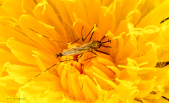 Ochlerotatus