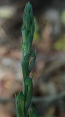 Habenaria arenaria
