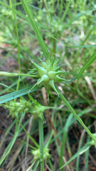 Carex grayi