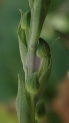 Habenaria arenaria