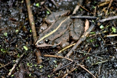 Pelophylax