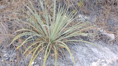 Agave striata