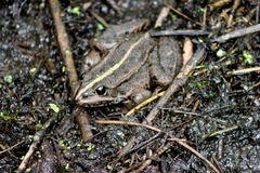 Pelophylax