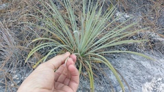 Agave striata