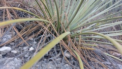 Agave striata