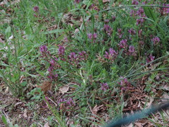 Astragalus monspessulanus monspessulanus