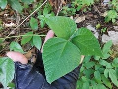 Canavalia septentrionalis