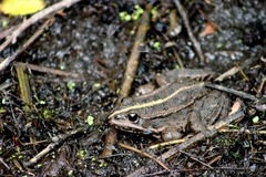 Pelophylax