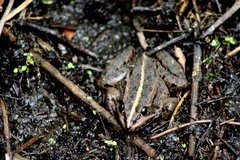 Pelophylax