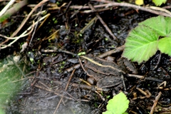 Pelophylax