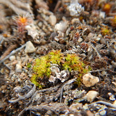 Encalypta rhaptocarpa