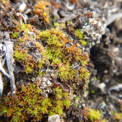 Encalypta rhaptocarpa