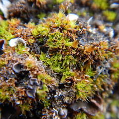 Encalypta rhaptocarpa