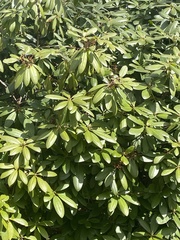 Rhododendron