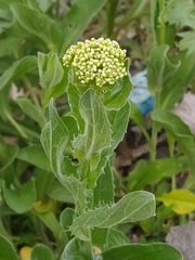 Lepidium draba