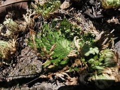 Selaginella pilifera