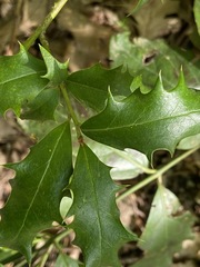 Ilex colchica