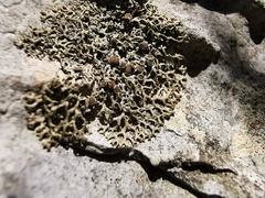 Speerschneidera euploca