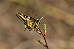 Papilio machaon