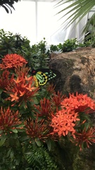 Ornithoptera