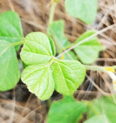 Rhynchosia caribaea