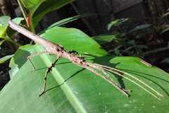 Creoxylus