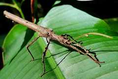 Creoxylus