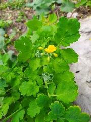 Chelidonium majus