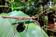 Creoxylus