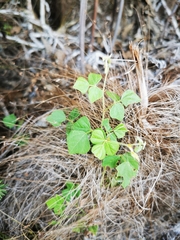 Rhynchosia caribaea