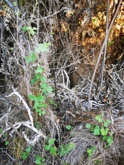Rhynchosia caribaea
