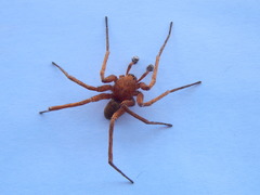 Ctenus maculisternis