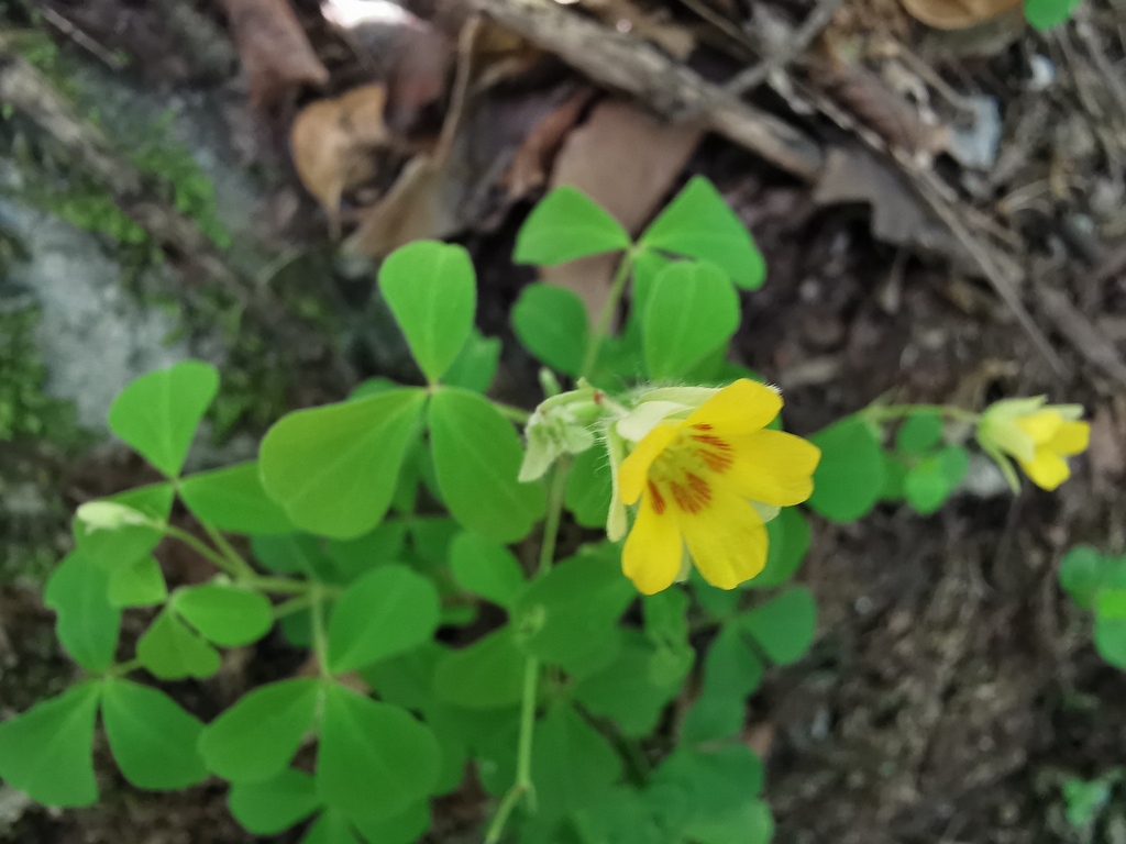 Oxalis madrensis