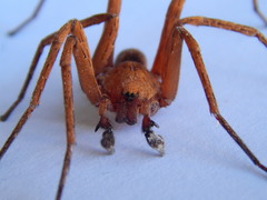 Ctenus maculisternis