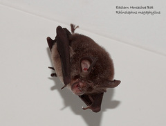 Rhinolophus megaphyllus