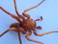 Ctenus maculisternis