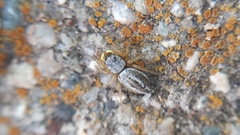 Heliophanus equester