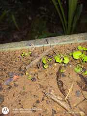 Pygirhynchus toledopizai