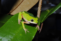 Pithecopus hypochondrialis