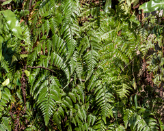 Davallia denticulata