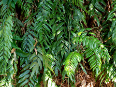 Stenochlaena palustris